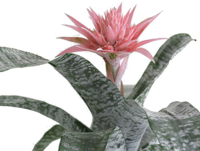 Aechmea Aechmea