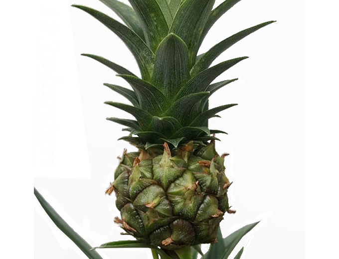 Ananasplant Ananasplant