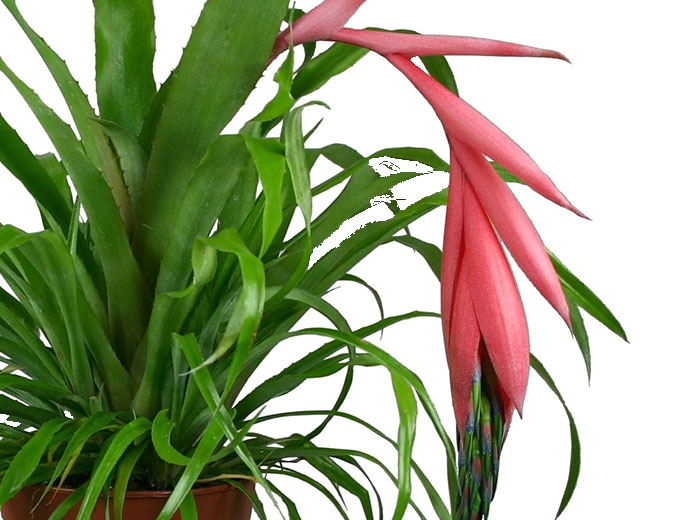 Bilbergia Bilbergia