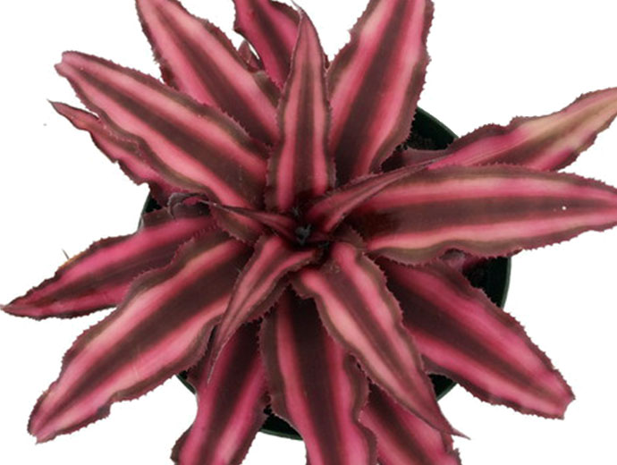 Cryptanthus Cryptanthus