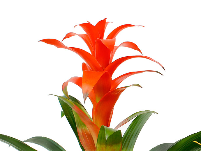 Guzmania Guzmania