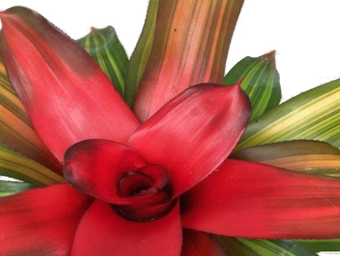 Neoregelia Neoregelia