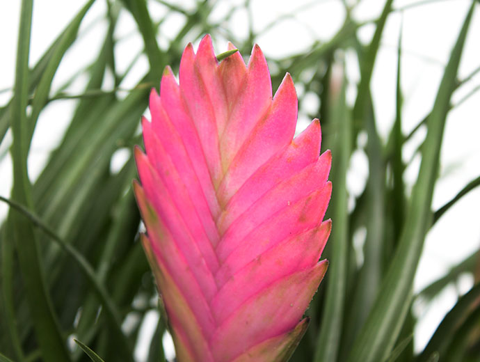 Tillandsia Tillandsia