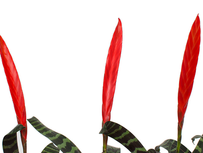 Vriesea Vriesea