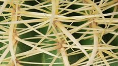 Bolcactus kopen 