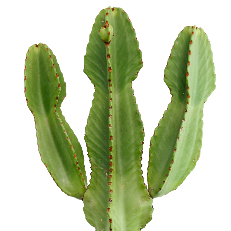 Cactus hydrocultuur