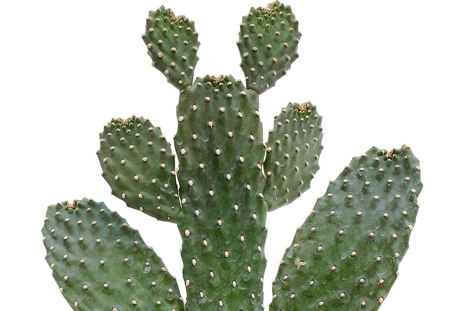 Cactus Opuntia Cactus Opuntia