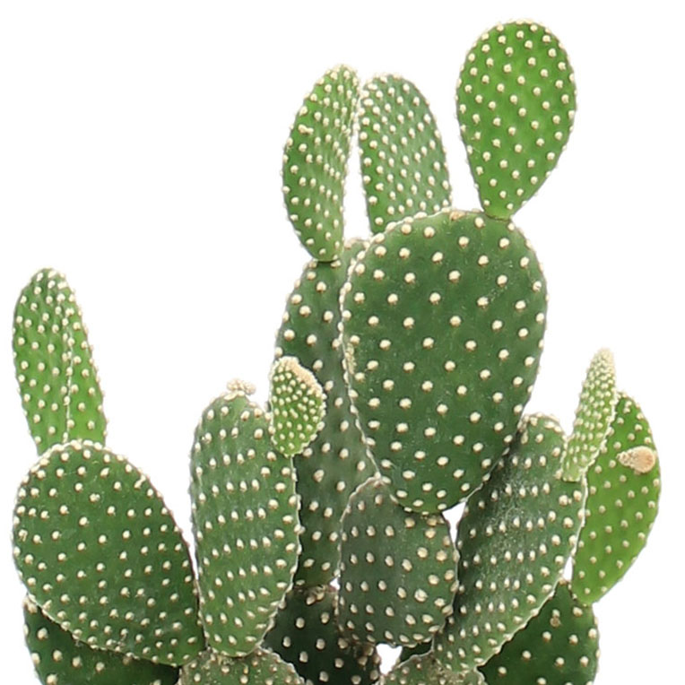 Sterke Cactus kopen