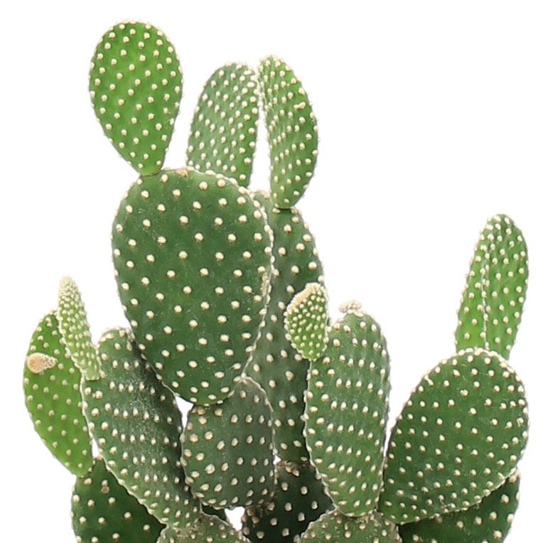 Cactus kopen