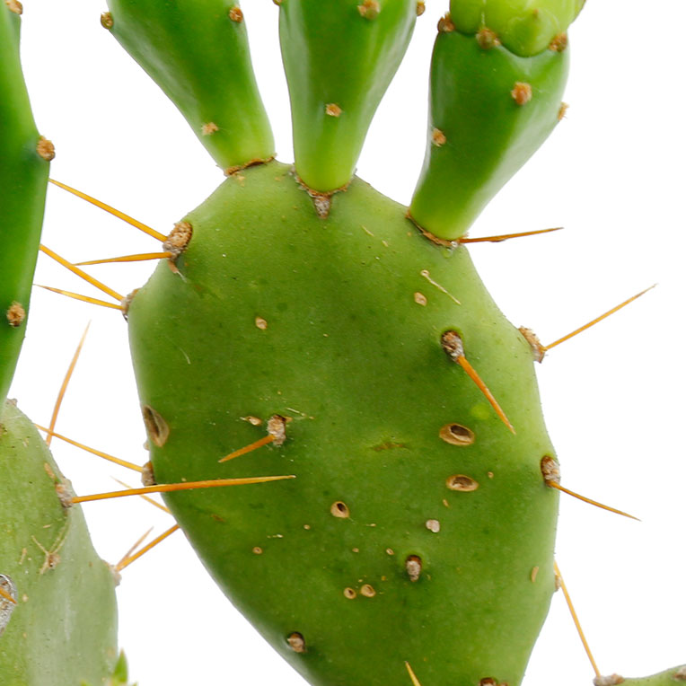 Cactus grond langer droog kopen