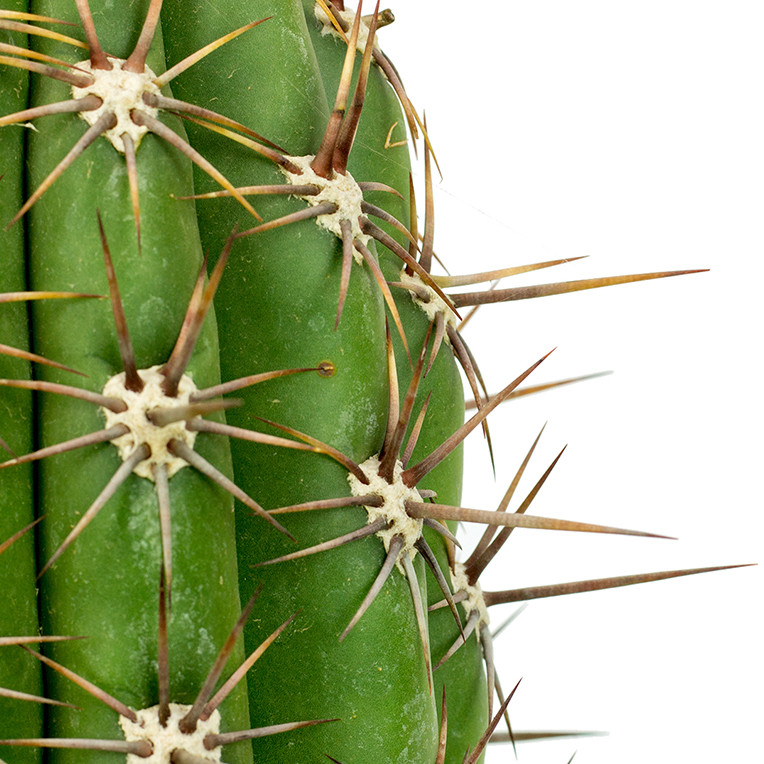 Cactus voor een zonnige plek kopen
