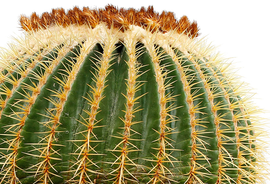 Cactus Echinocactus Cactus Echinocactus