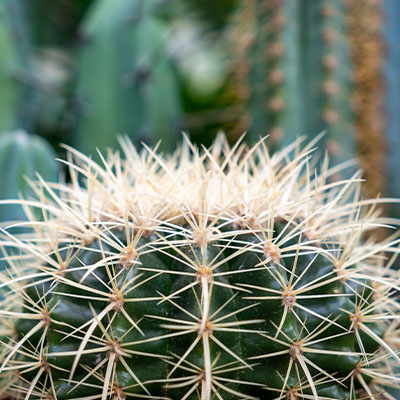 Cactus Bolcactus