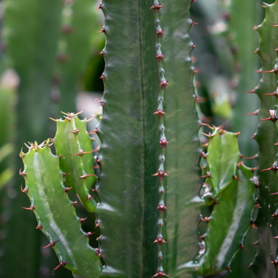 Cactus Euphorbia 