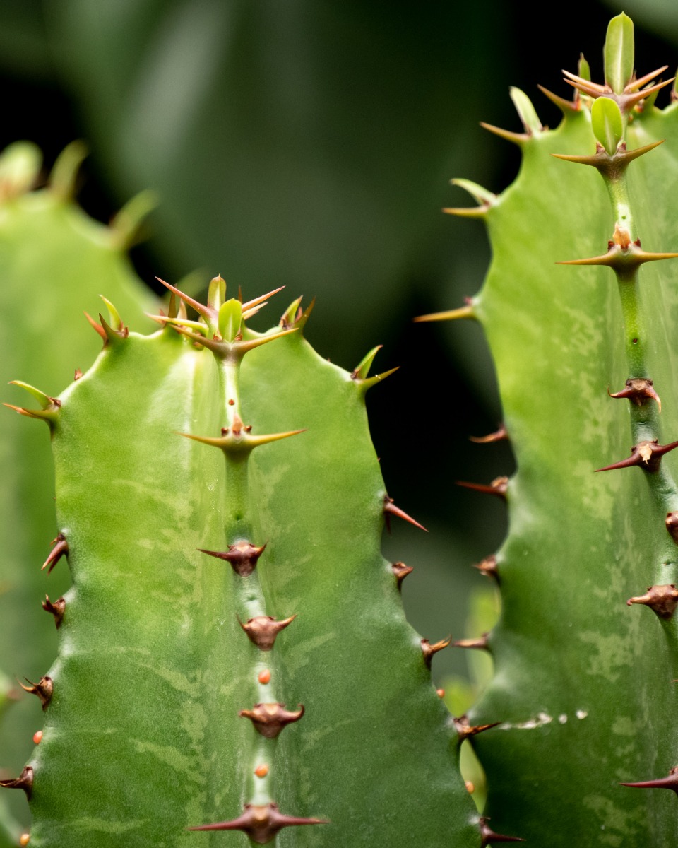 Sterke Cactus kopen