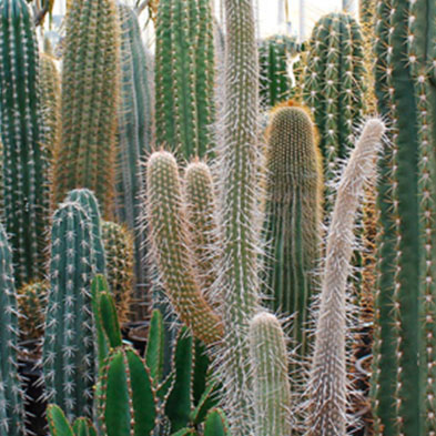 Cactus succulent kopen