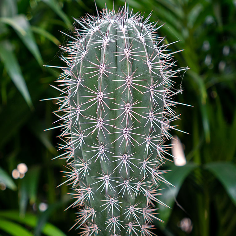 Cactus grond langer droog kopen