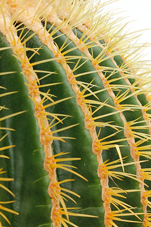 Cactus online kopen