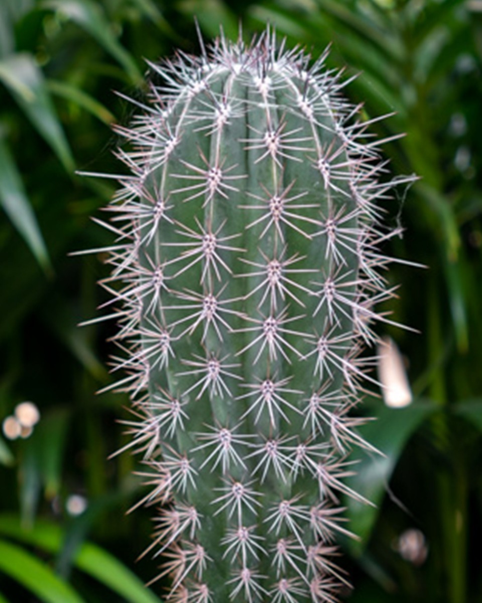 Grote Cactus kopen als kamerplant