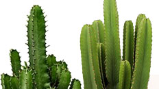 Grote Cactus kopen