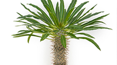 Pachypodium kopen