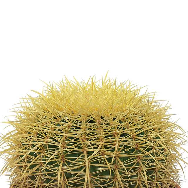 Echinocactus