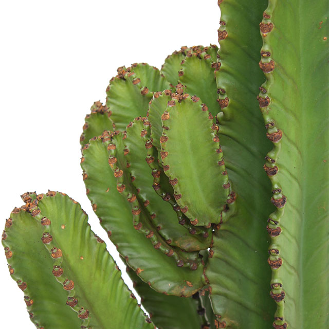 Euphorbia 