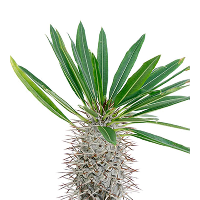Pachypodium Pachypodium