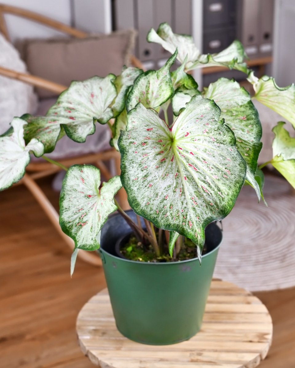 Caladium bloemen