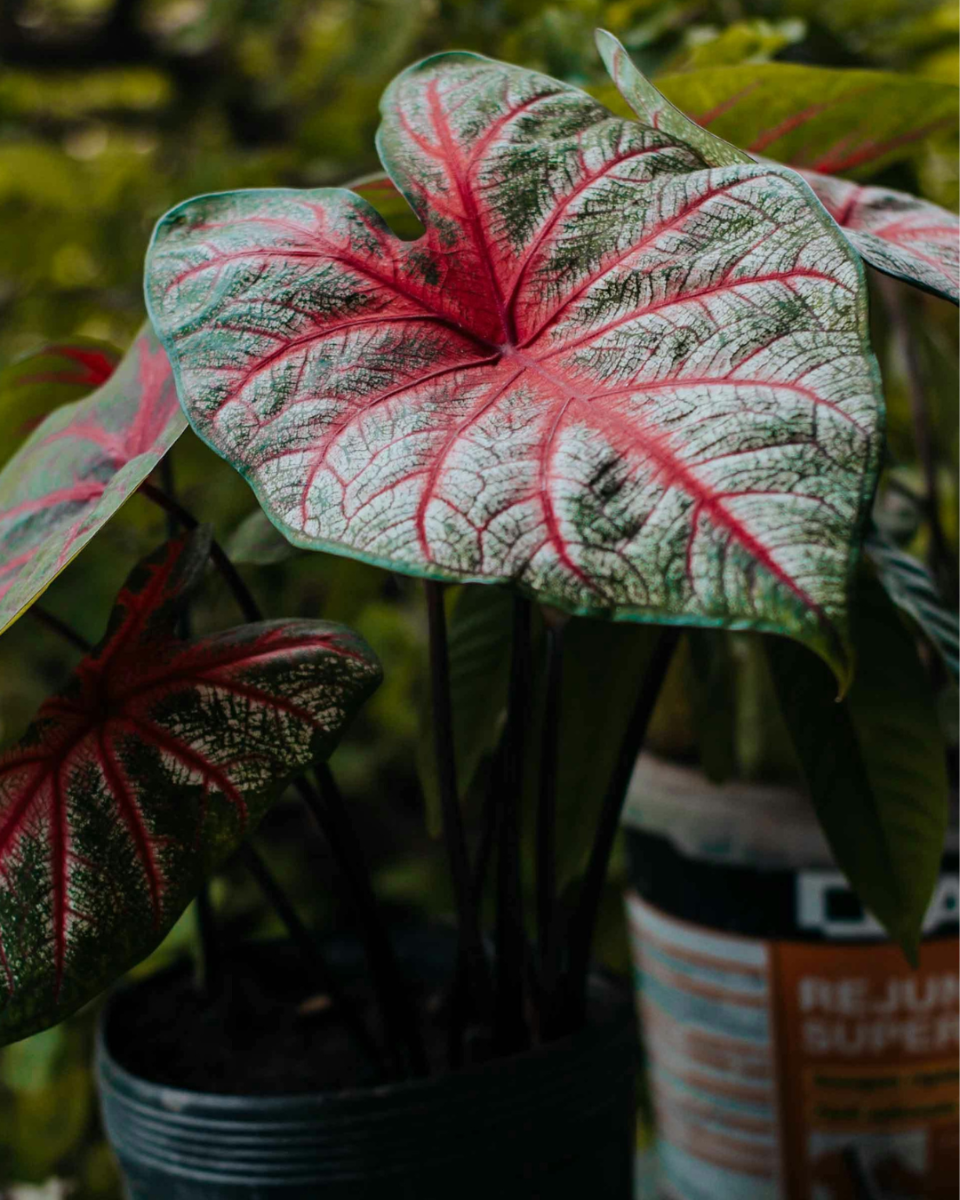 Caladium onderhouden