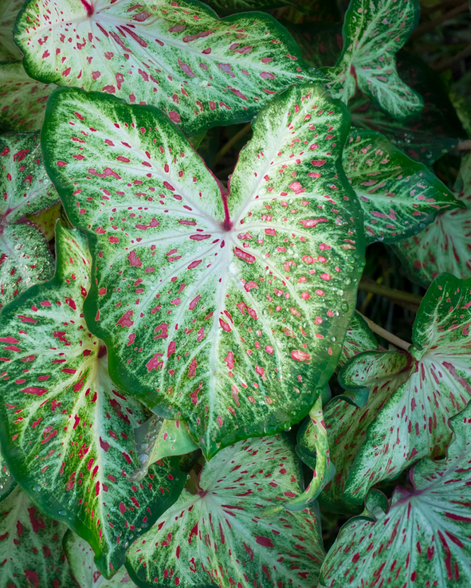 Caladium standplaats