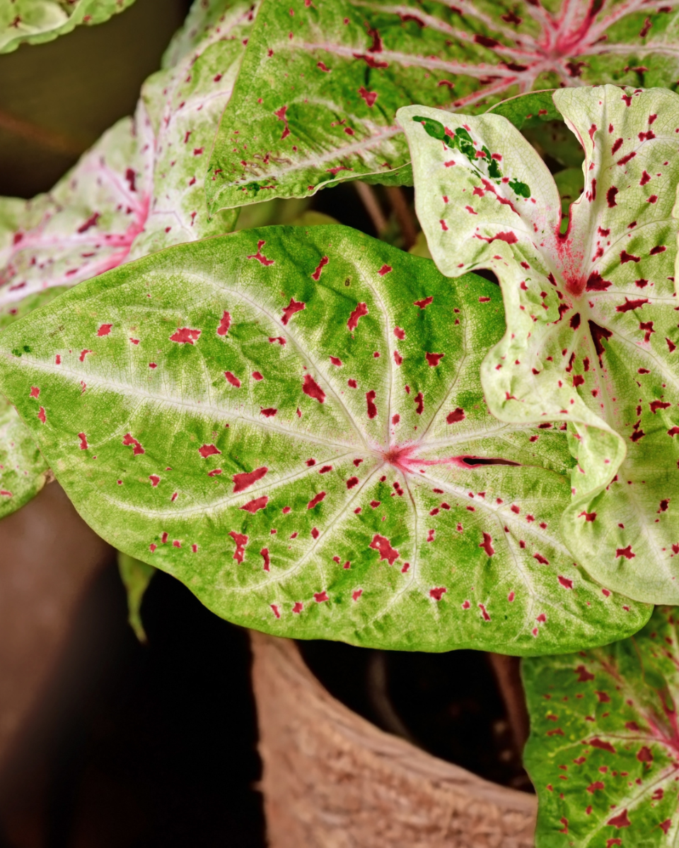 Caladium verpotten