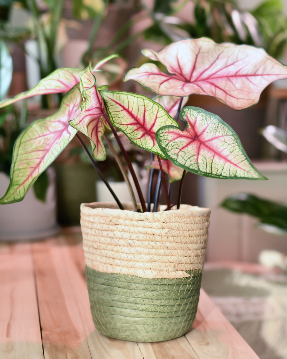 Caladium water geven