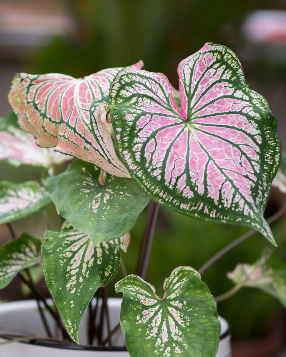 Voeding voor de Caladium