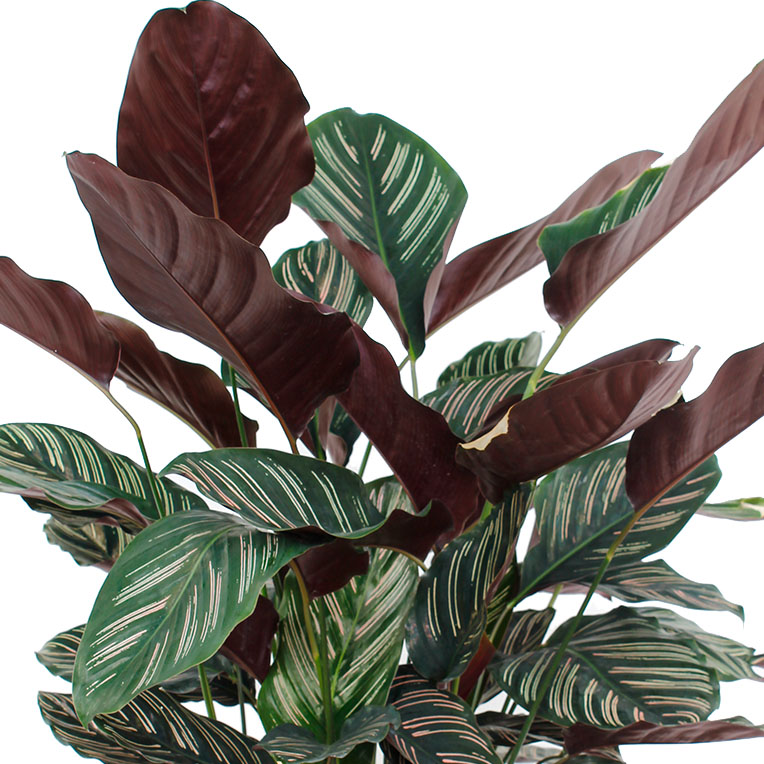 Calathea hydrocultuur