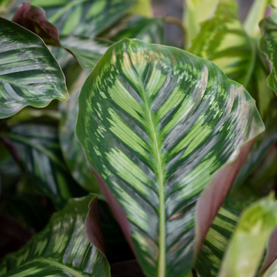 Opschudding klimaat Doorzichtig Calathea kopen? - 123planten.nl