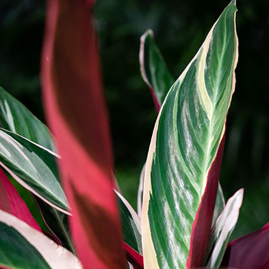 Luchtzuivende Calathea kopen