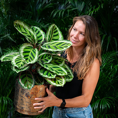 Calathea voor in de schaduw kopen 