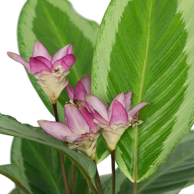 Calathea Gecko