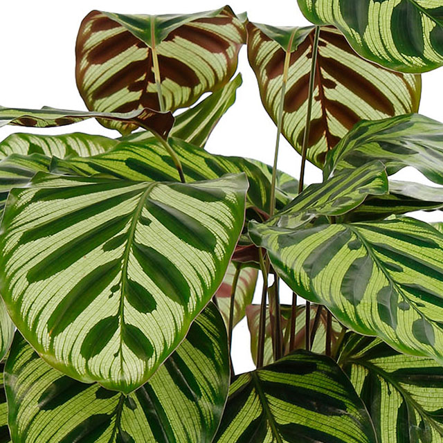 corruptie badminton onthouden Calathea Wavestar kamerplant kopen - 123planten.nl