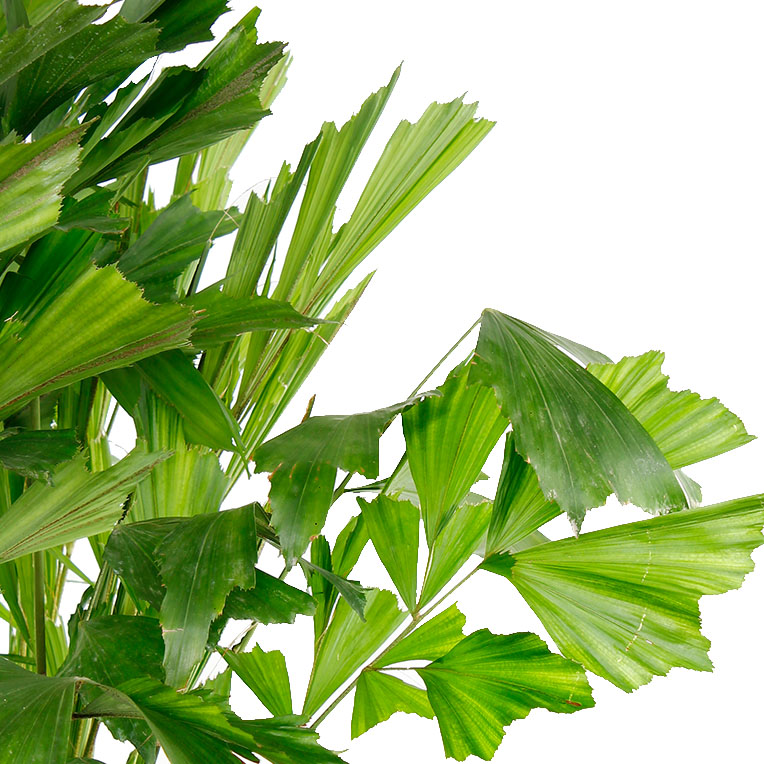 Caryota Mitis hydrocultuur