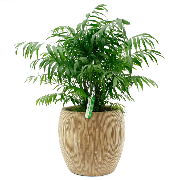 Chamaedorea hydrocultuur