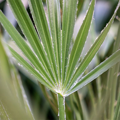 Chamaerops Humilis kopen