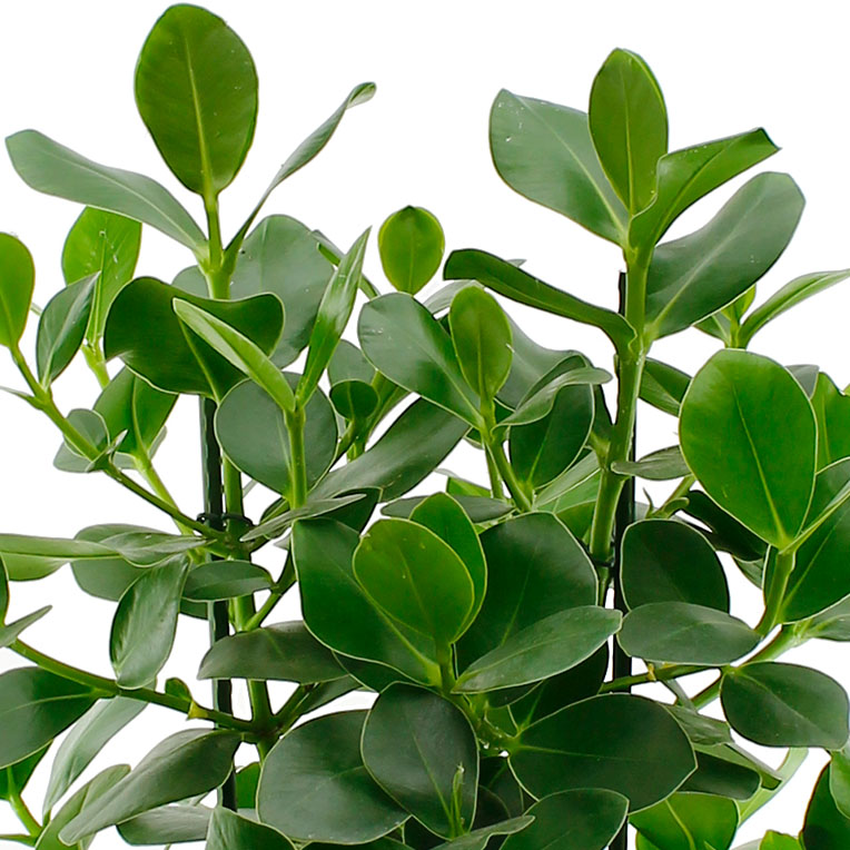 Clusia hydrocultuur
