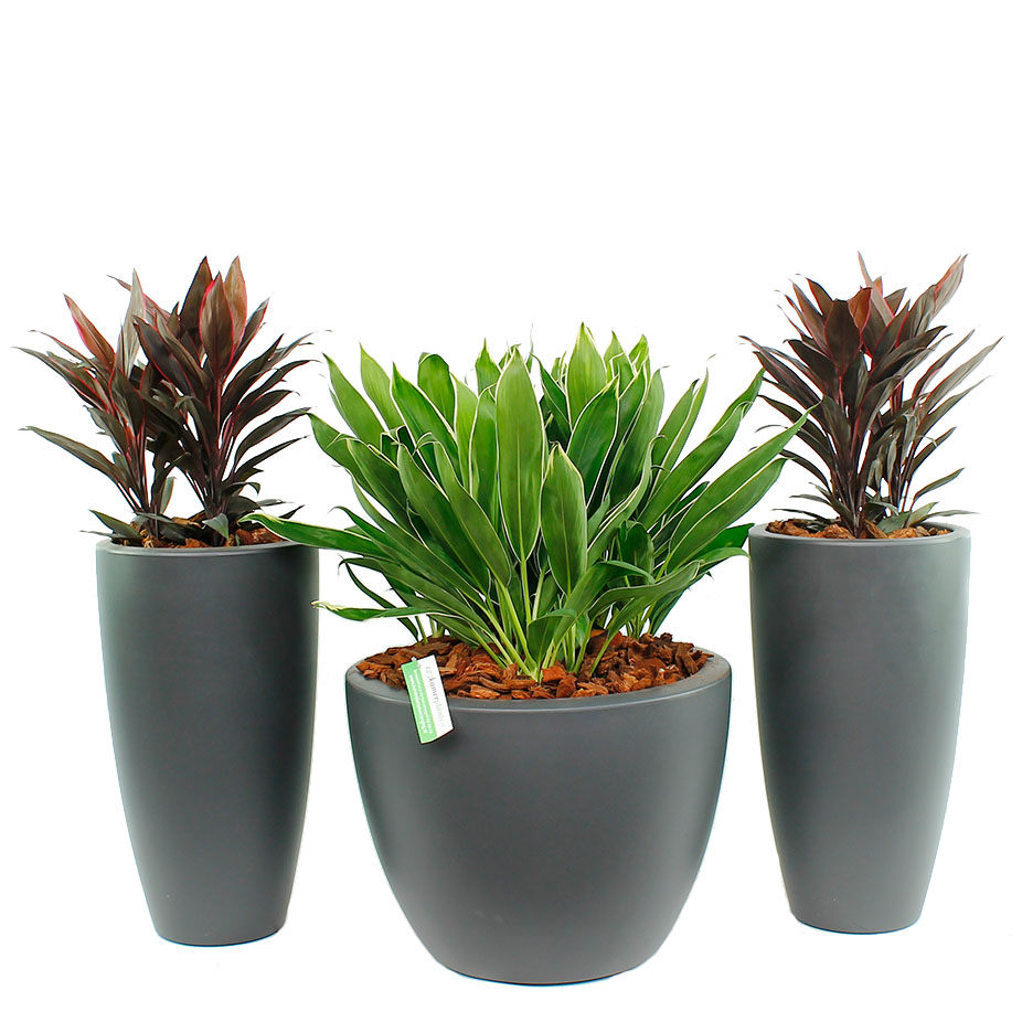 Cordyline verzorging tips Cordyline verzorging tips