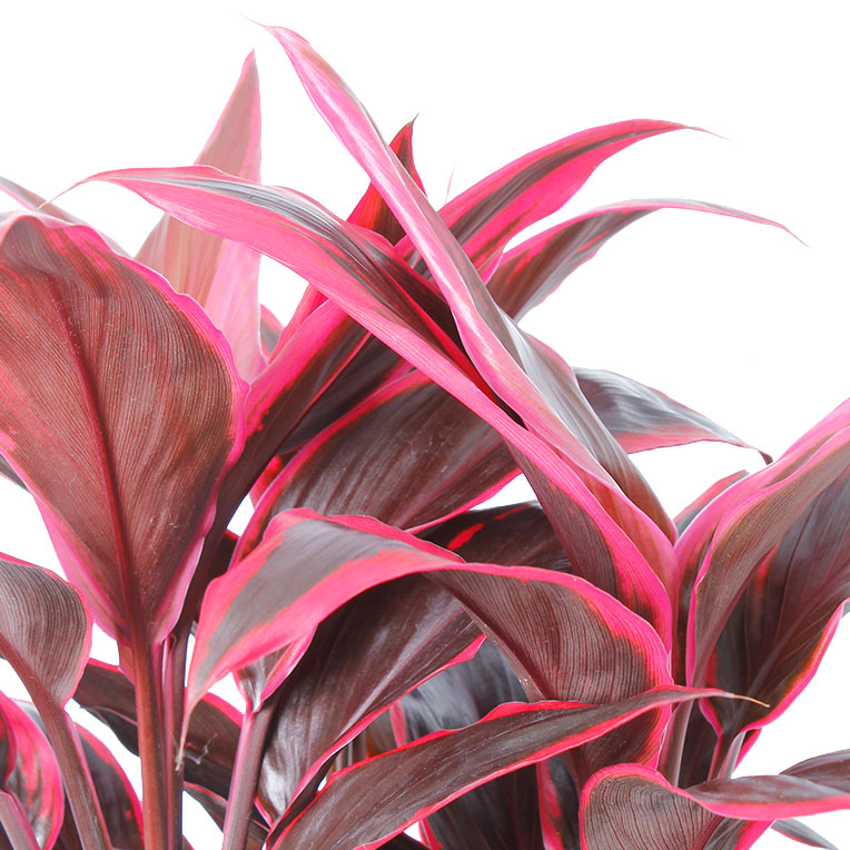 Cordyline kopen