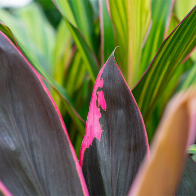 Cordyline kopen