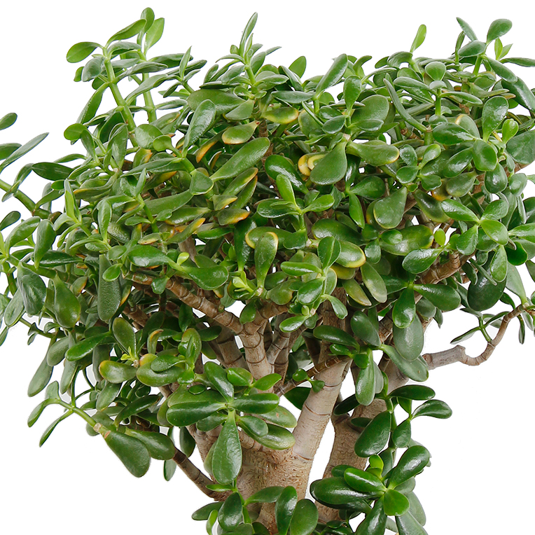 Crassula voor een zonnige plek kopen