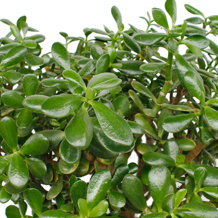 Crassula grond langer droog kopen Crassula grond langer droog kopen