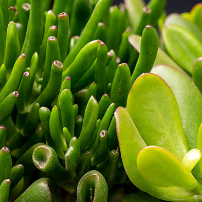 Crassula succulent kopen